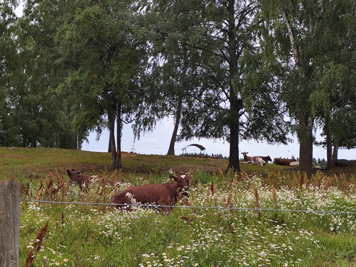 Unlocking premium Carbon Credits generated by Small Farms in Europe