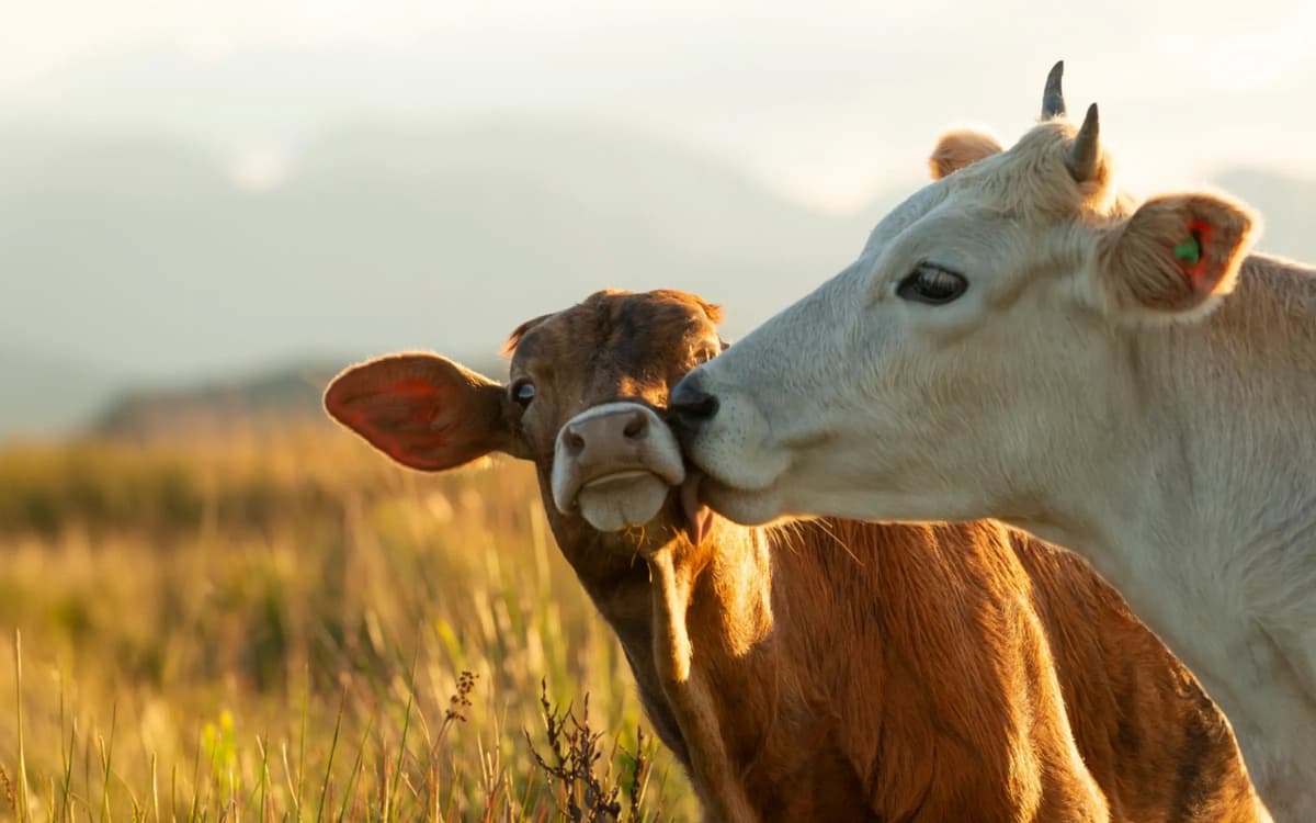ELEKS and Molokia Forge Partnership to Drive Sustainability and Innovation in Agriculture