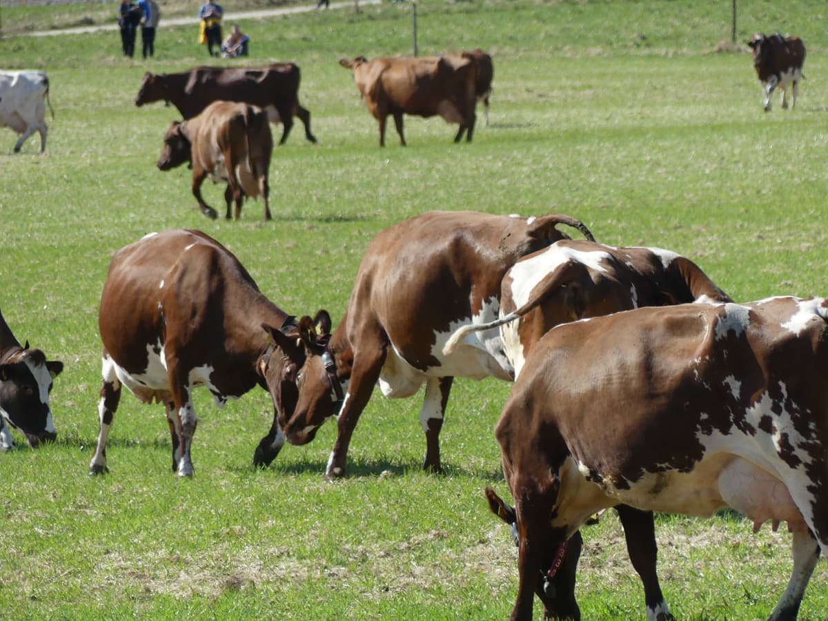 Farm-based Carbon Footprint Calculators: Comparing Tools for Livestock Farming
