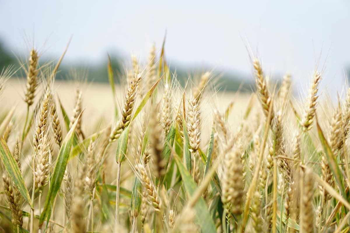 Europe Is Leaving Its Carbon Potential in the Field