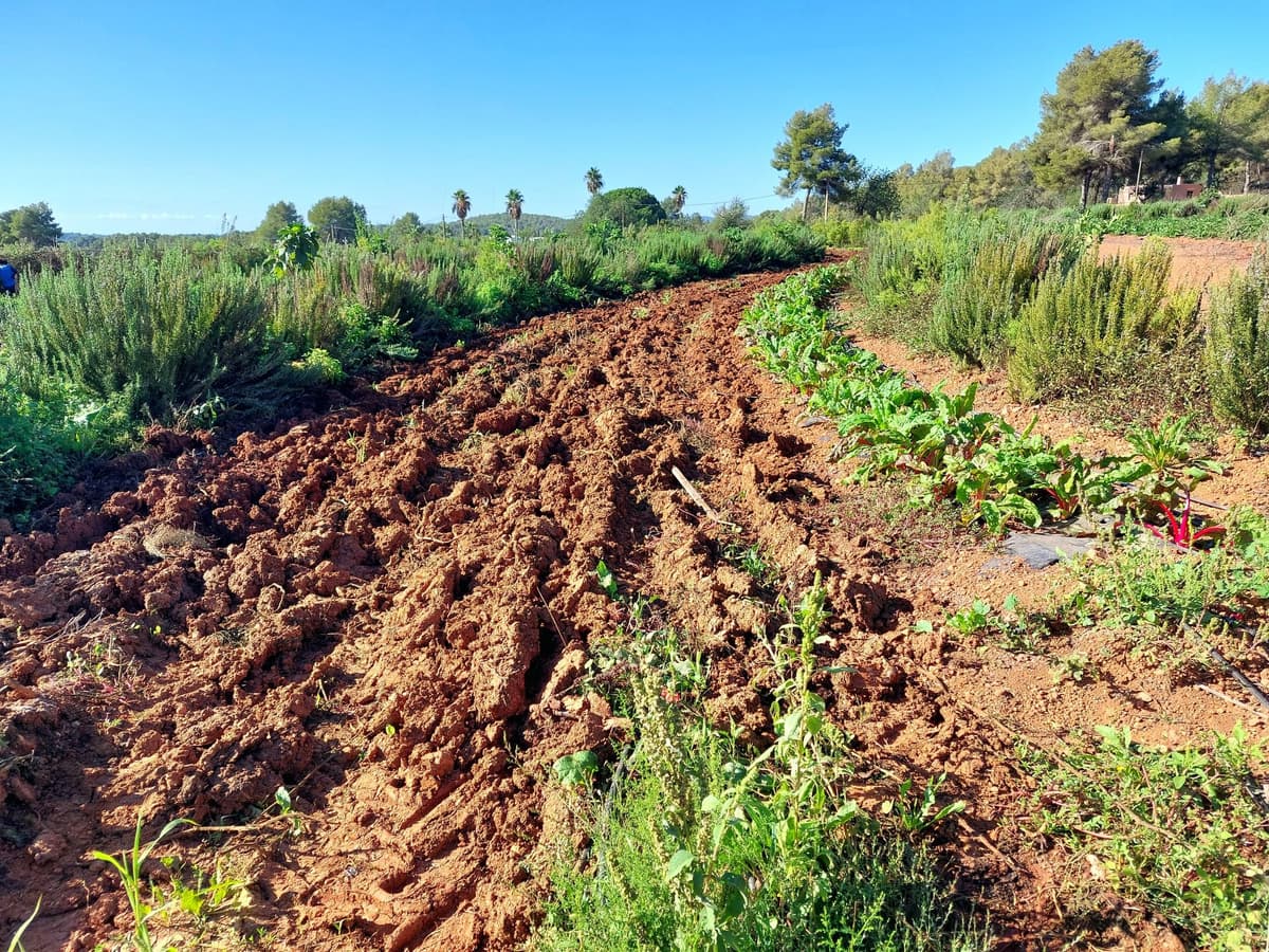 Financing the Transition: Rethinking Investment for Regenerative Agriculture